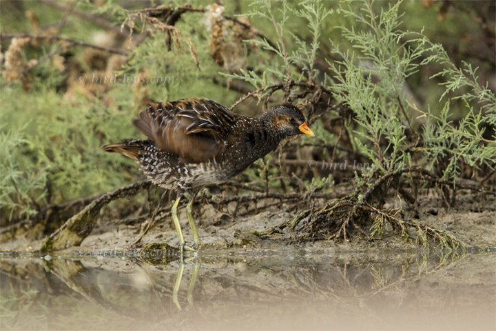 Tüpfelsumpfhuhn Tüpfelsumpfhuhn