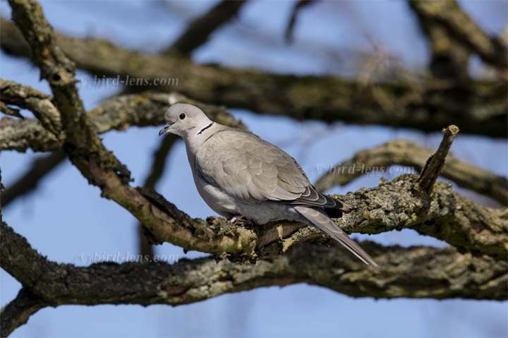 Türkentaube Türkentaube