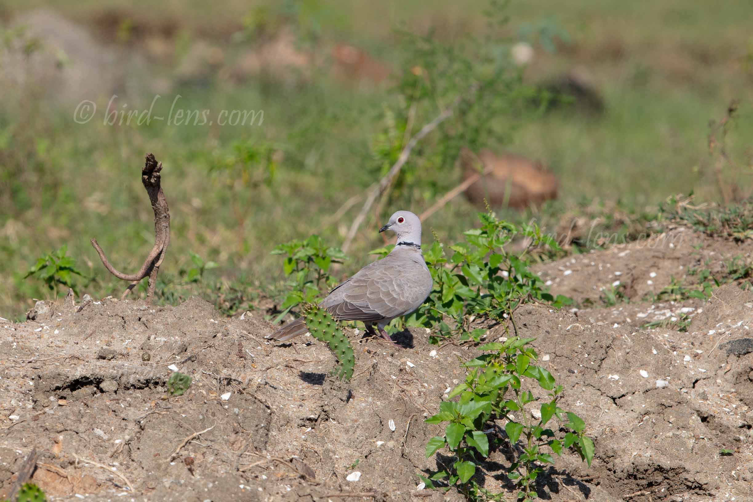 Türkentaube Türkentaube