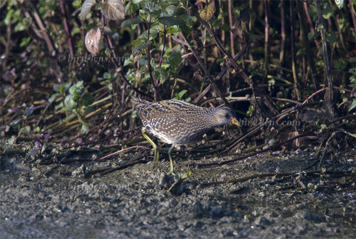Tüpfelsumpfhuhn Tüpfelsumpfhuhn