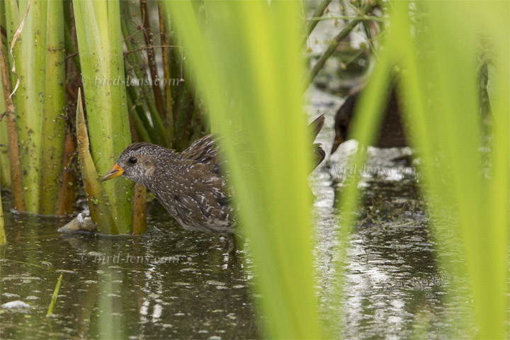 Tüpfelsumpfhuhn Tüpfelsumpfhuhn