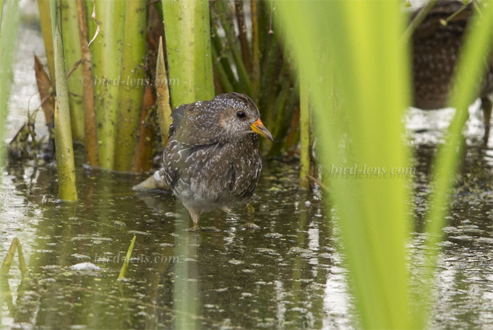 Tüpfelsumpfhuhn Tüpfelsumpfhuhn