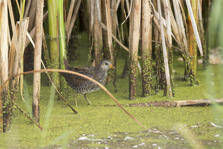 Tüpfelsumpfhuhn Tüpfelsumpfhuhn
