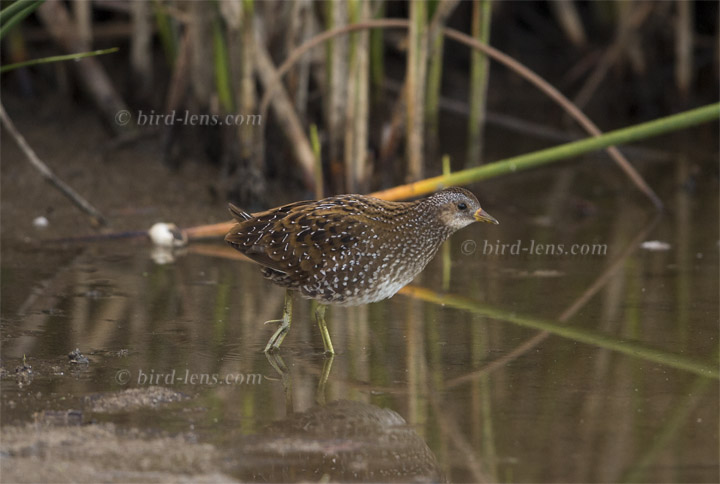 Tüpfelsumpfhuhn Tüpfelsumpfhuhn