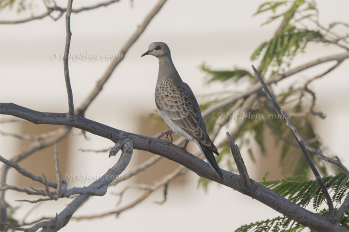 Turteltaube Turteltaube