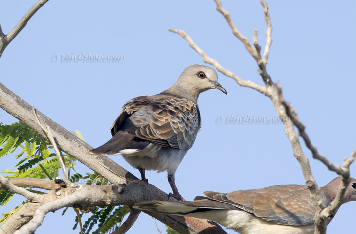 Turteltaube Turteltaube