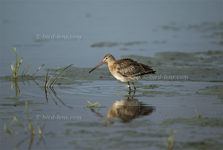 Uferschnepfe Uferschnepfe