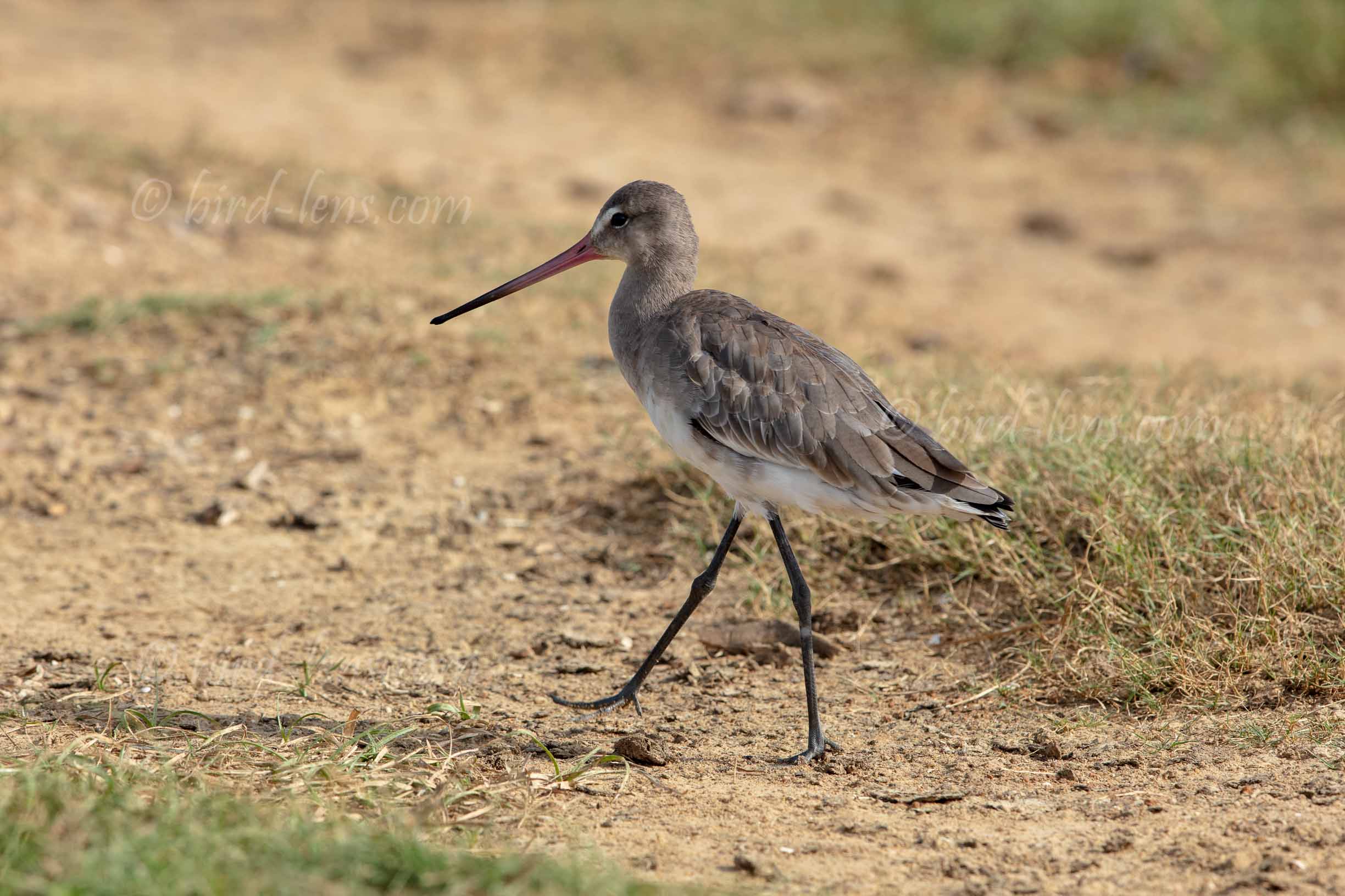 Uferschnepfe Uferschnepfe