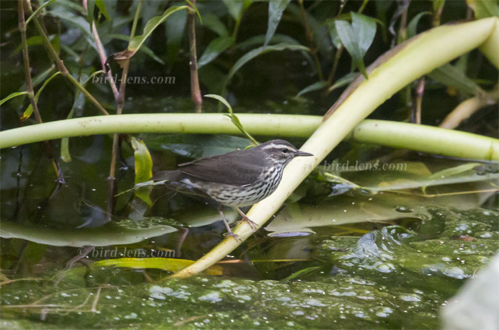 Northern Waterthrush Northern Waterthrush