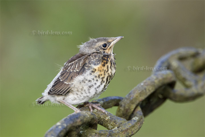 Wacholderdrossel Wacholderdrossel