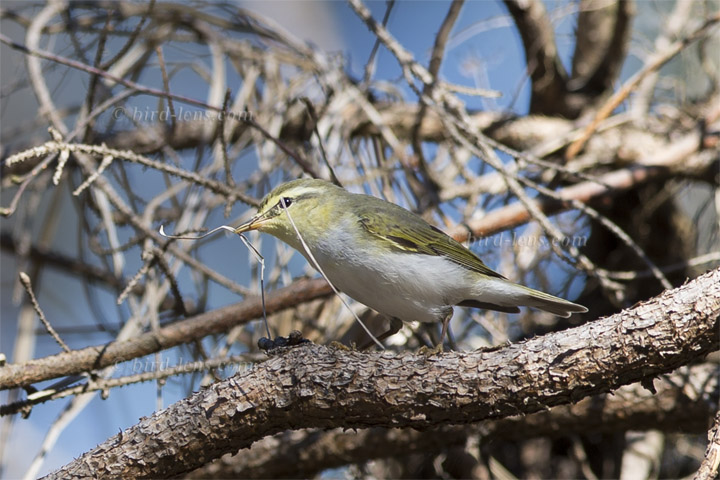 Waldlaubsänger Waldlaubsänger