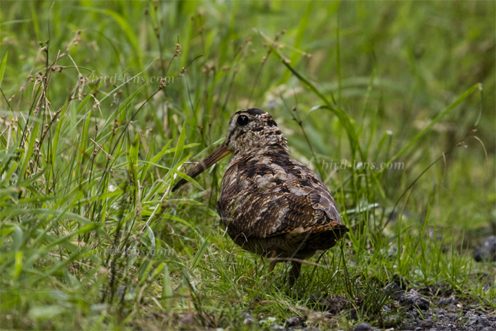 Eurasian Woodcock Eurasian Woodcock