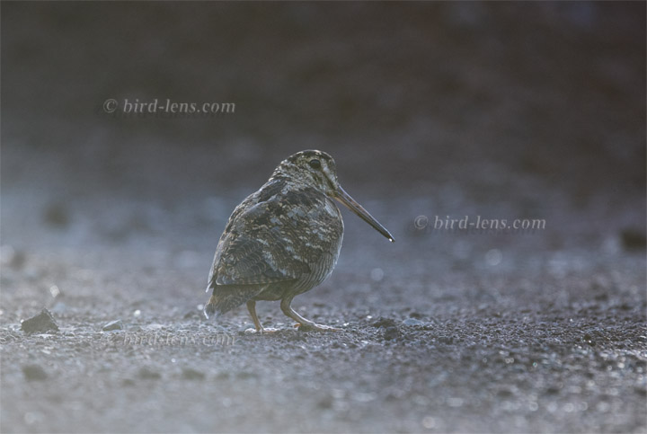 Eurasian Woodcock Eurasian Woodcock