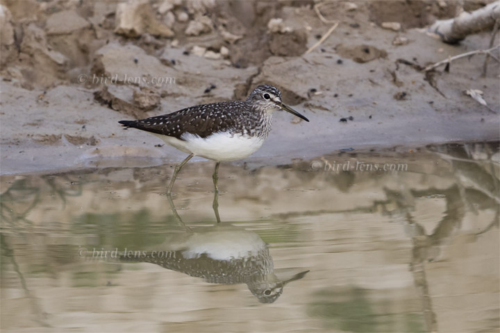 Waldwasserläufer Waldwasserläufer