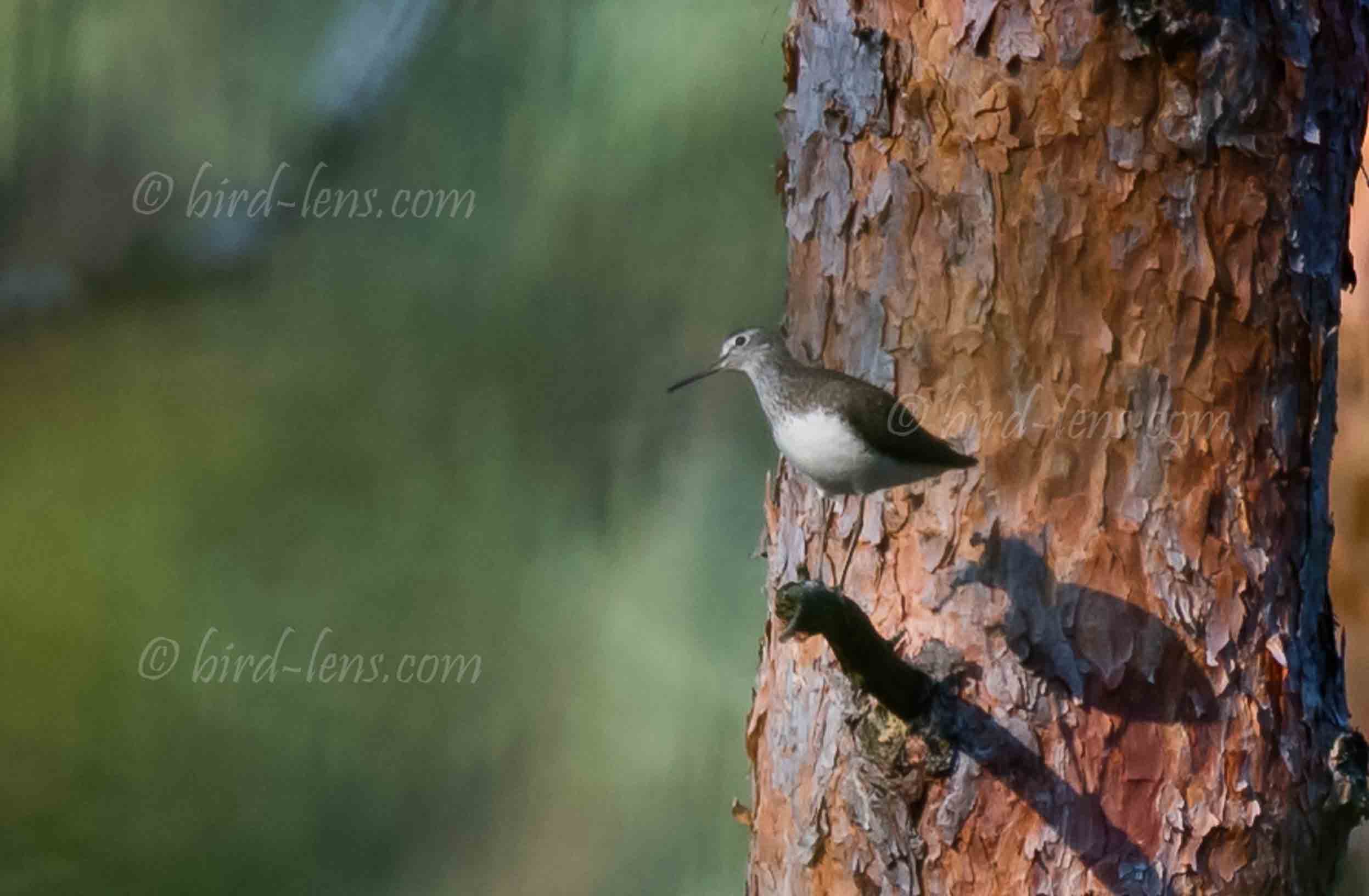 Waldwasserläufer Waldwasserläufer