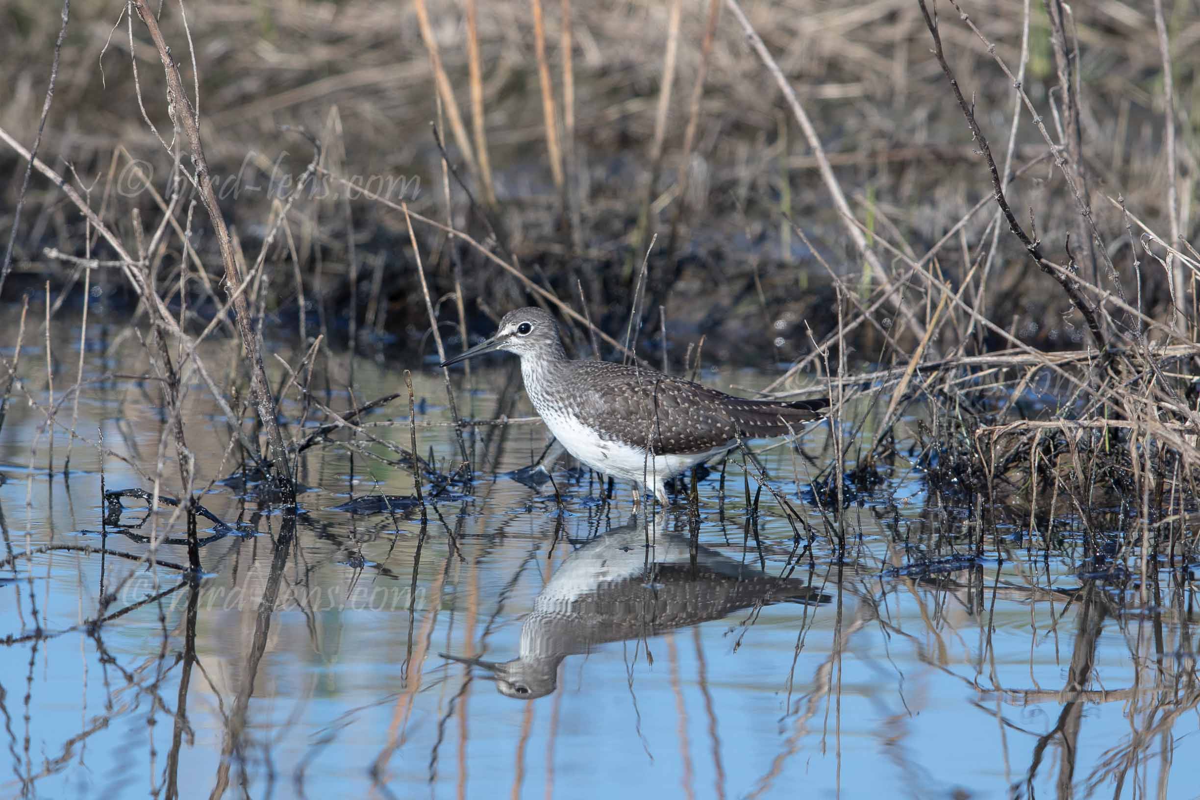Waldwasserläufer Waldwasserläufer