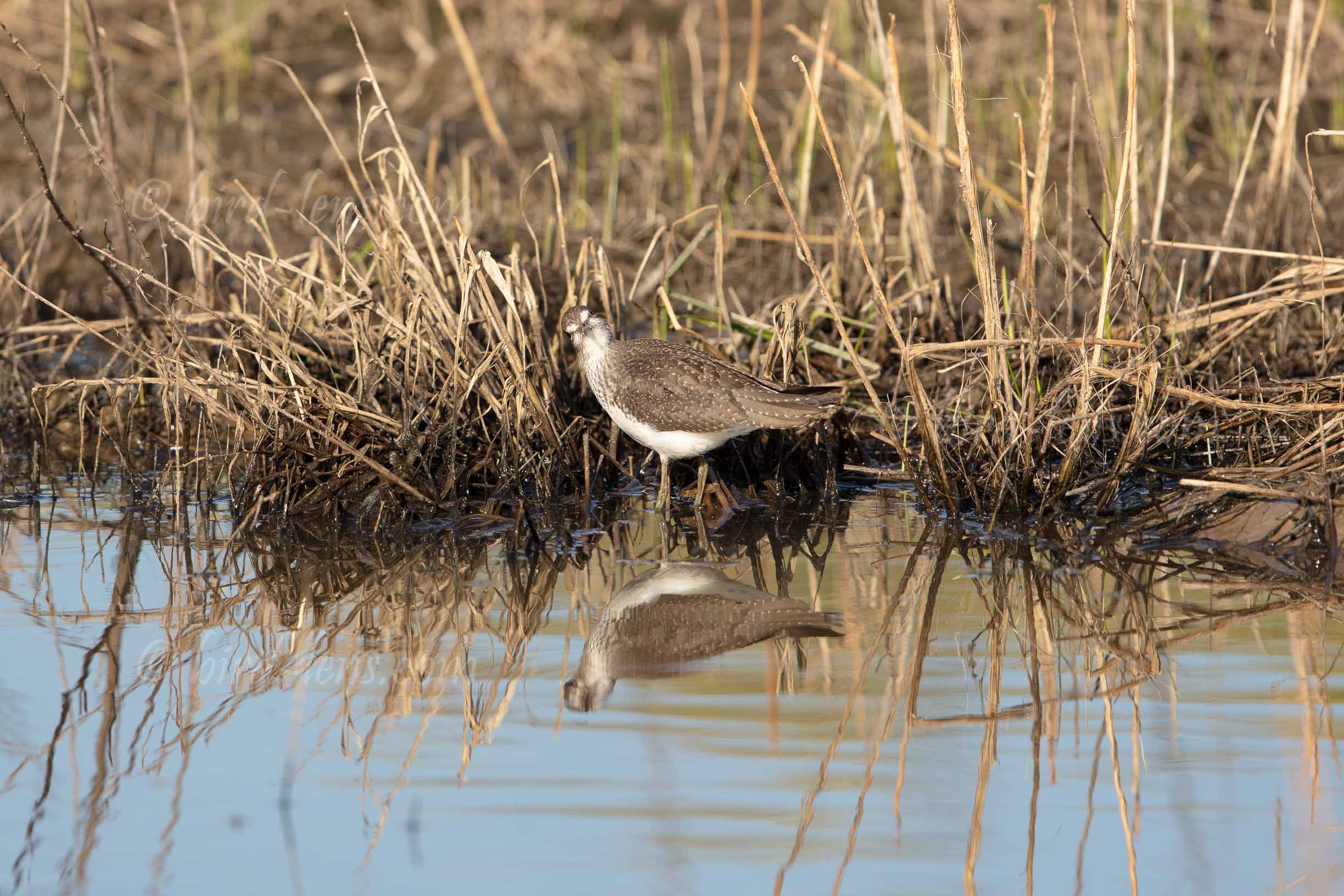 Waldwasserläufer Waldwasserläufer