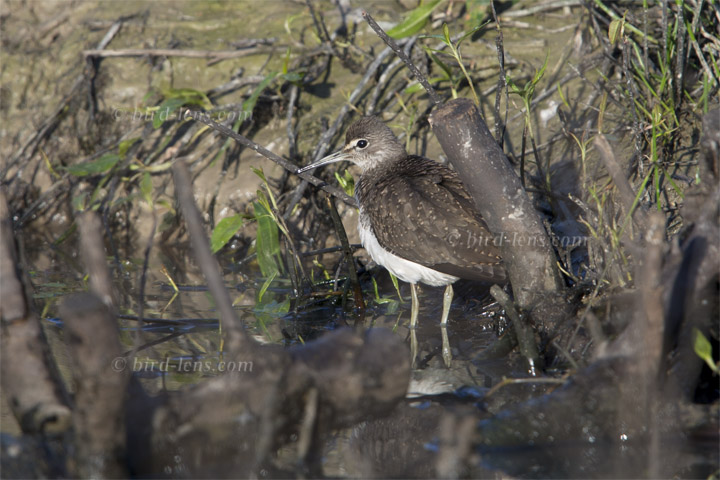 Waldwasserläufer Waldwasserläufer