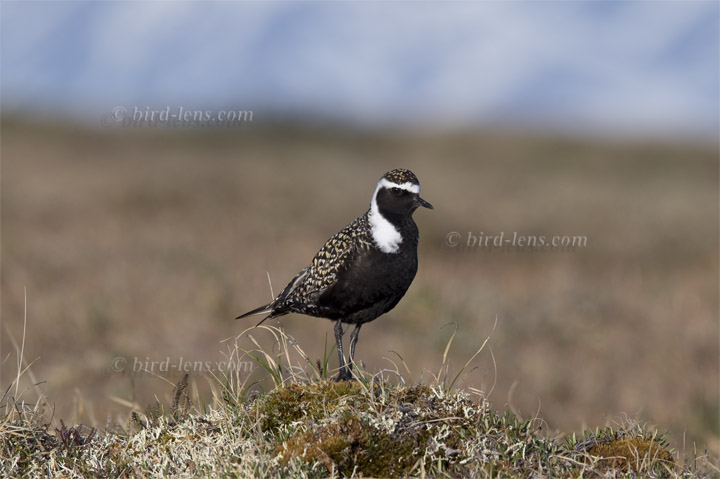 American Golden-Plover American Golden-Plover