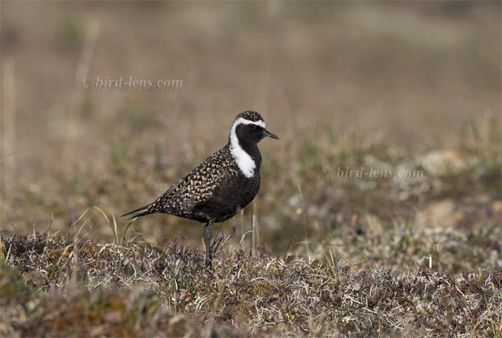 American Golden-Plover American Golden-Plover