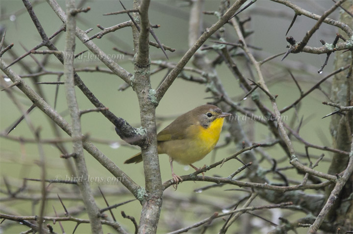 Weidengelbkehlchen Weidengelbkehlchen