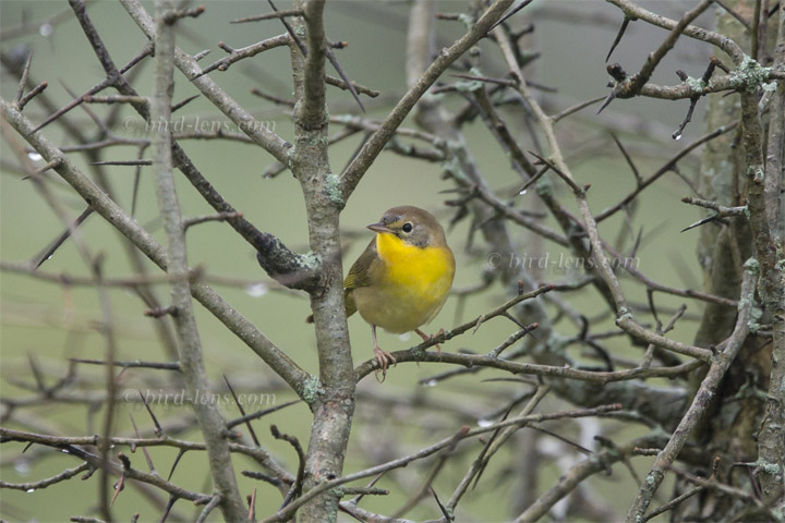 Weidengelbkehlchen Weidengelbkehlchen
