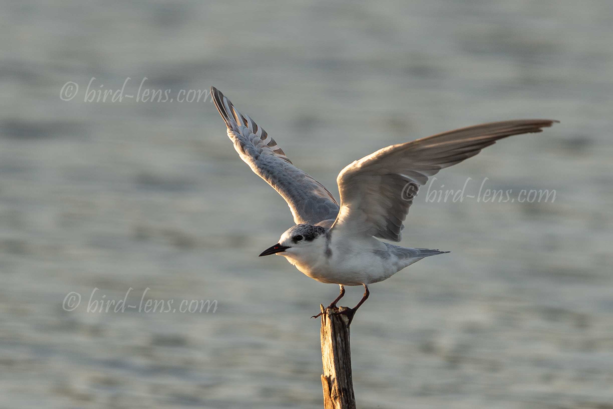 Weissbart-Seeschwalbe Weissbart-Seeschwalbe