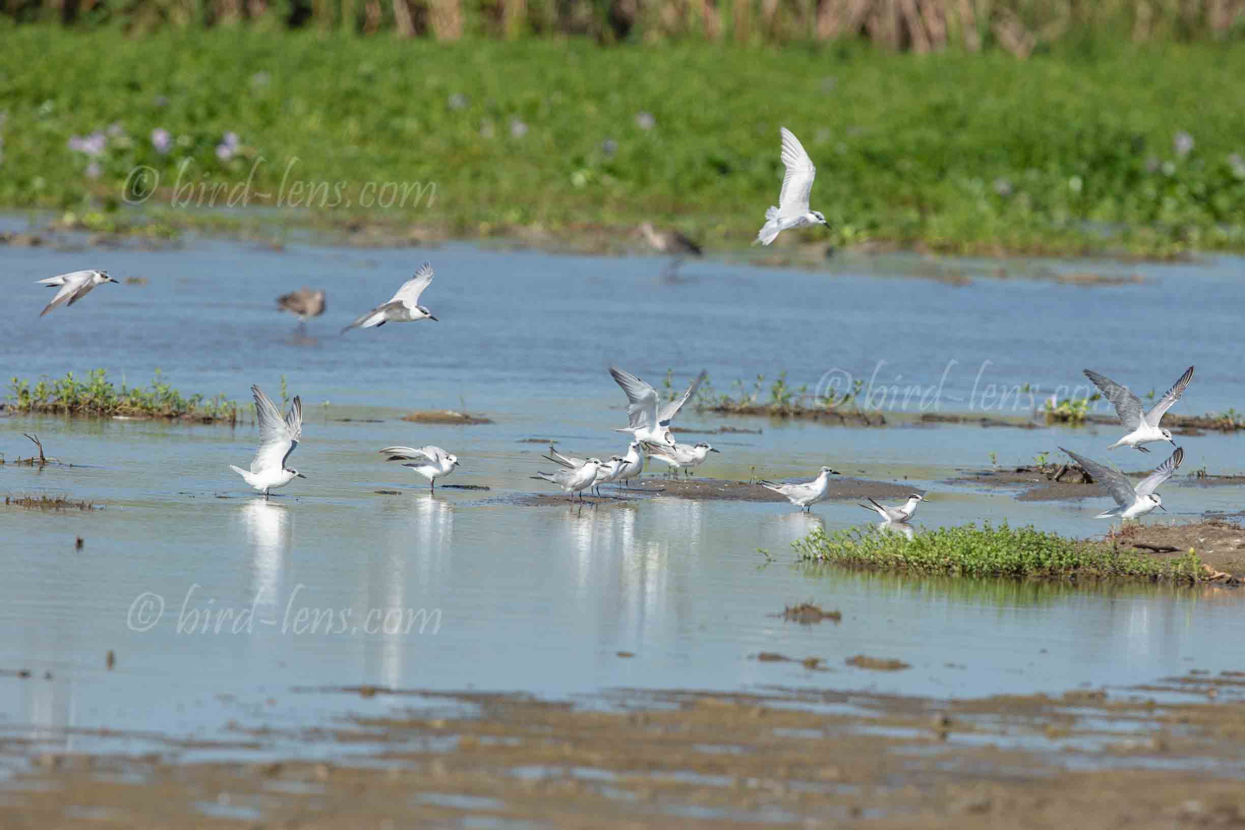 Weissbart-Seeschwalbe Weissbart-Seeschwalbe