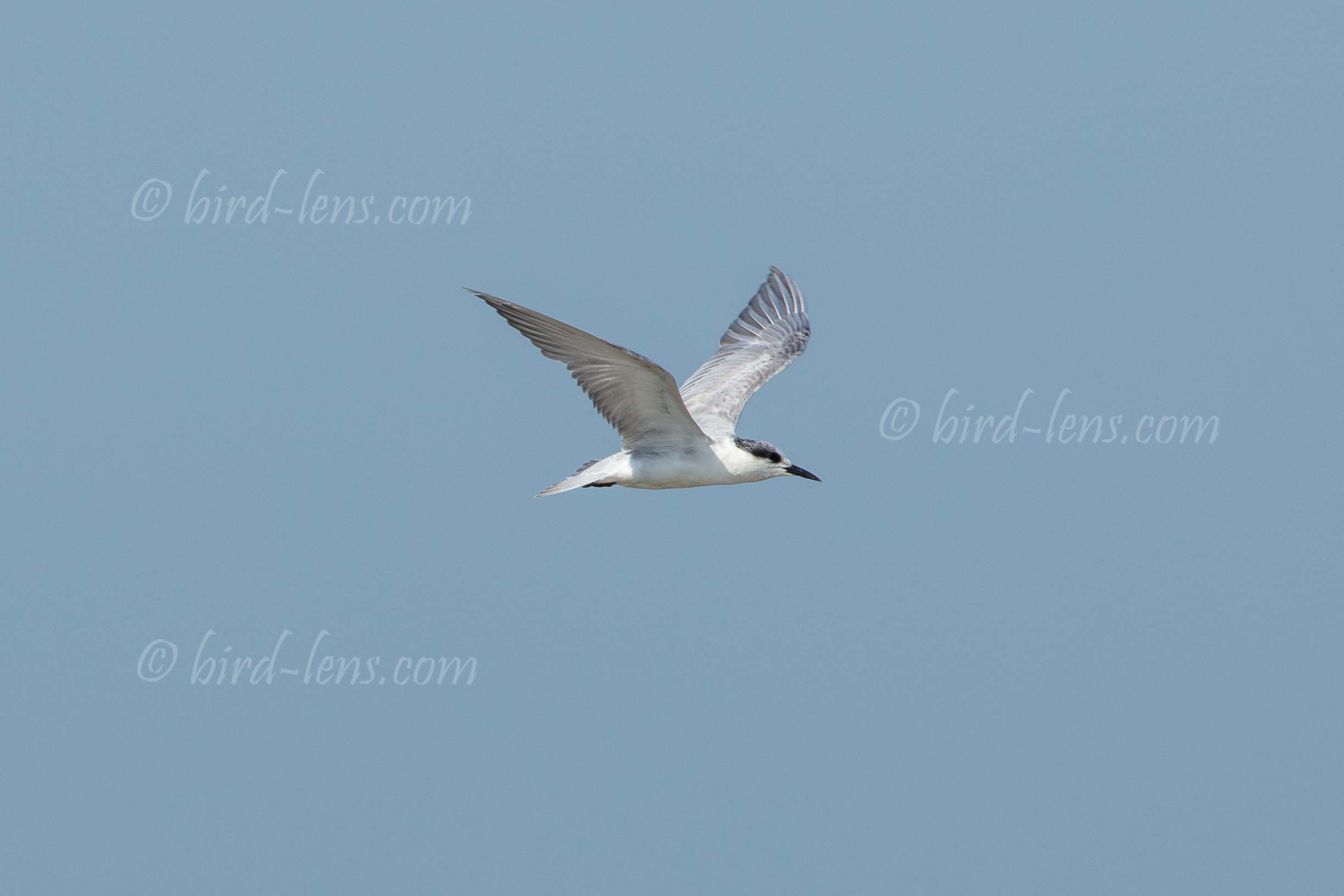Weissbart-Seeschwalbe Weissbart-Seeschwalbe