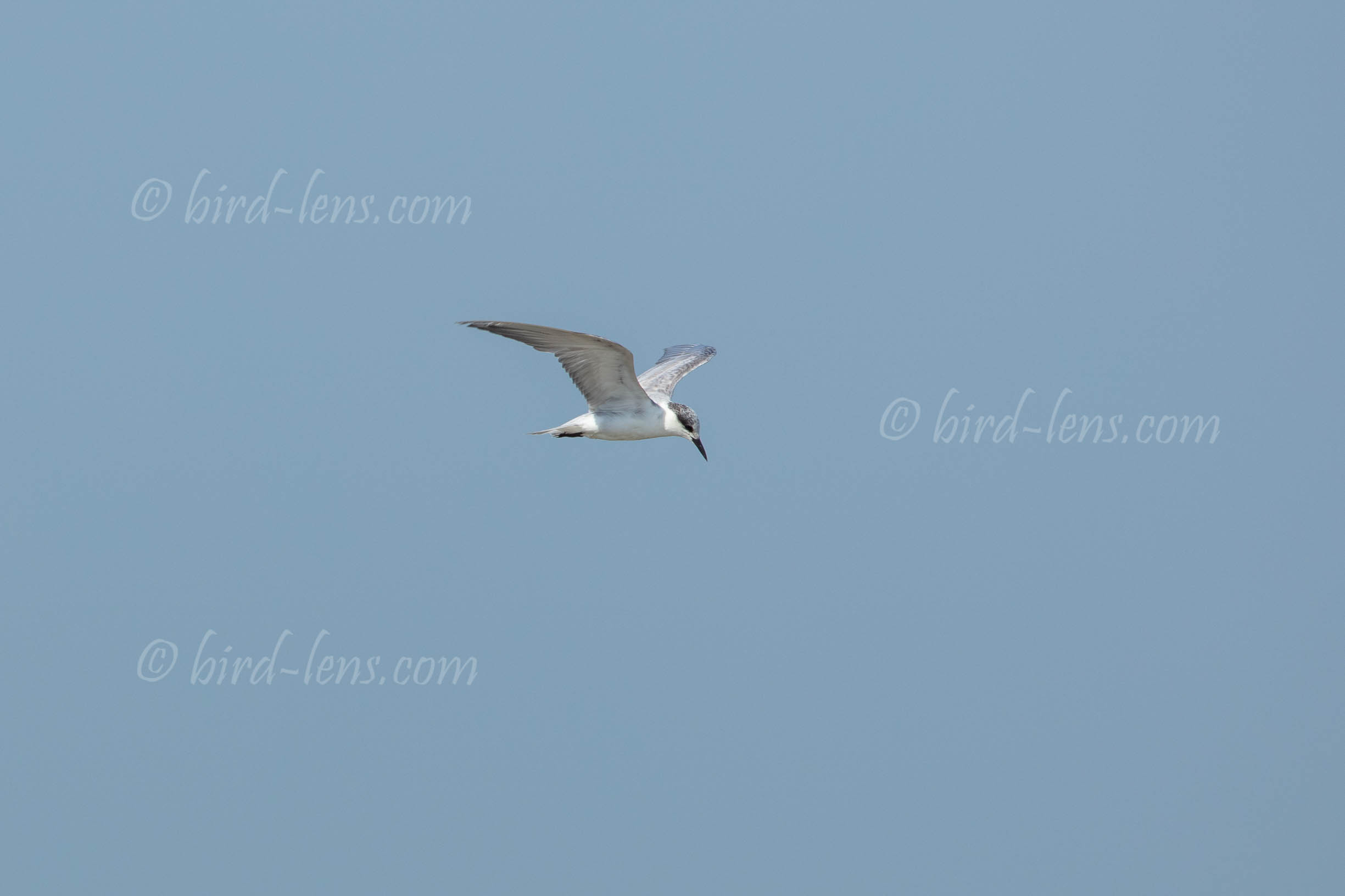 Weissbart-Seeschwalbe Weissbart-Seeschwalbe