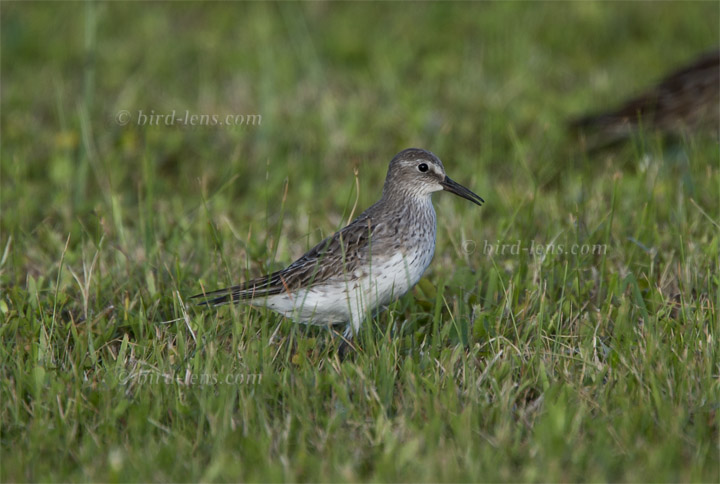 Weißbürzelstrandläufer Weißbürzelstrandläufer