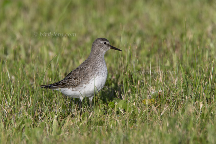 Weißbürzelstrandläufer Weißbürzelstrandläufer
