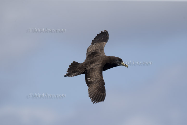 Weißkinn-Sturmvogel