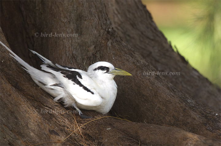 Weißschwanz-Tropikvogel