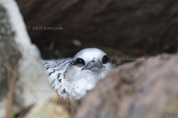 Weißschwanz-Tropikvogel Weißschwanz-Tropikvogel
