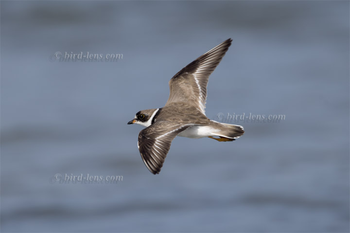 Weißstirnregenpfeifer Weißstirnregenpfeifer
