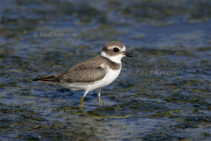 Weißstirnregenpfeifer Weißstirnregenpfeifer