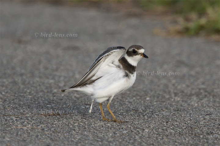 Weißstirnregenpfeifer Weißstirnregenpfeifer