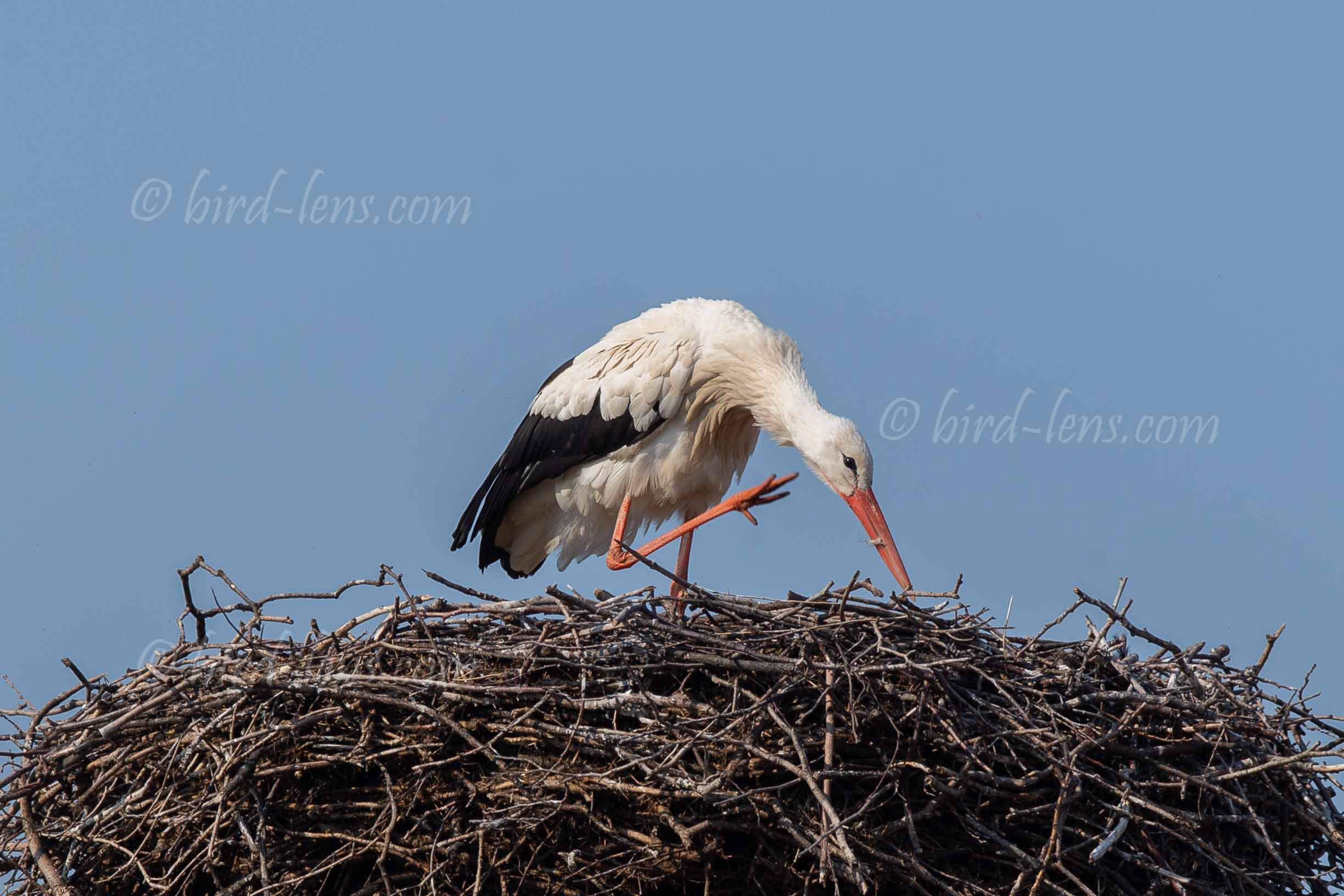 Weißstorch Weißstorch