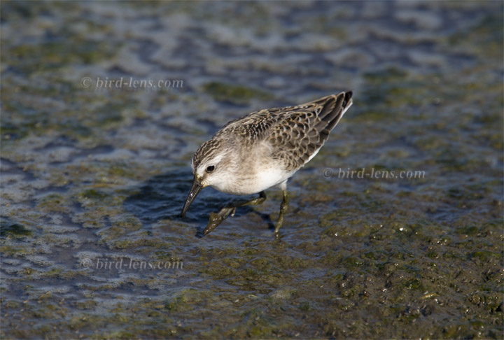 Wiesenstrandläufer Wiesenstrandläufer