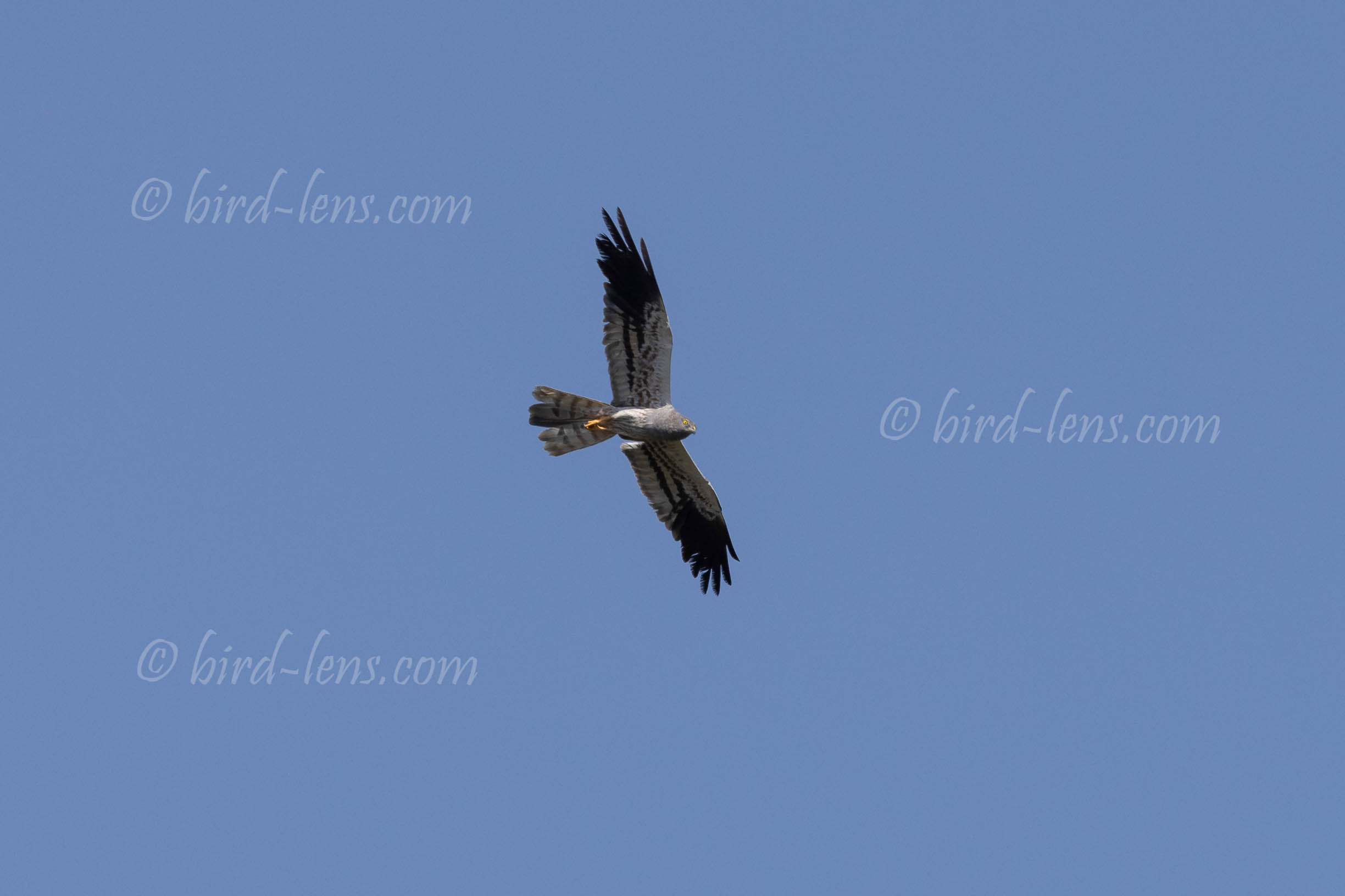 Montagu's Harrier