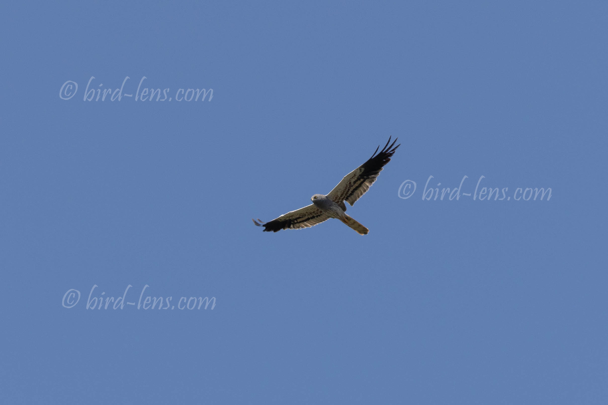 Montagu's Harrier