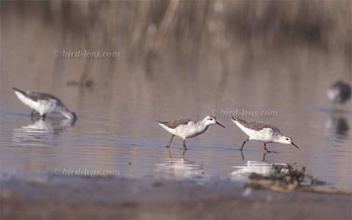 Wilsonwassertreter Wilsonwassertreter