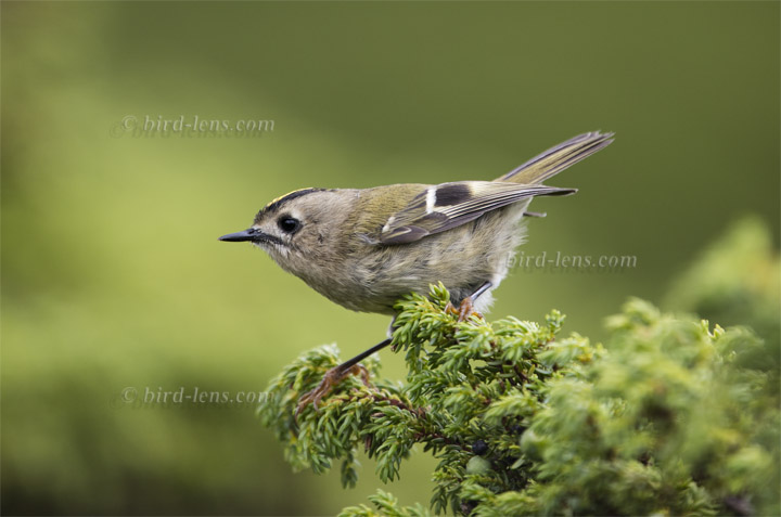 Goldcrest Goldcrest