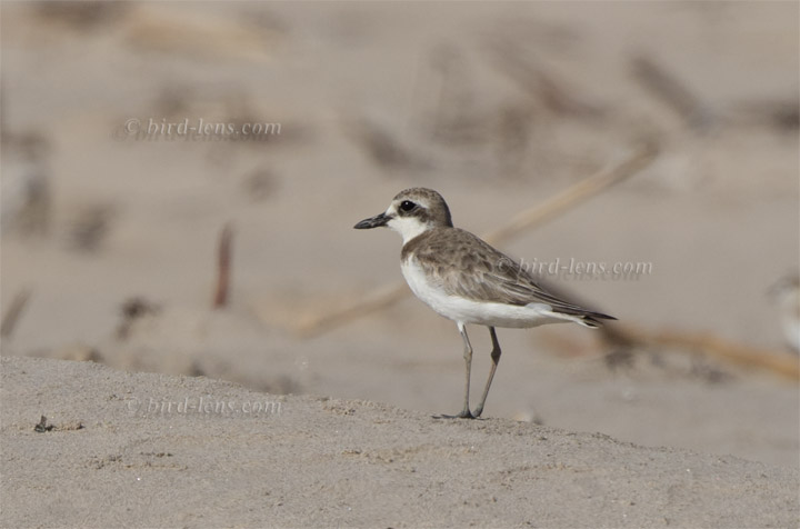 Wüstenregenpfeifer Wüstenregenpfeifer