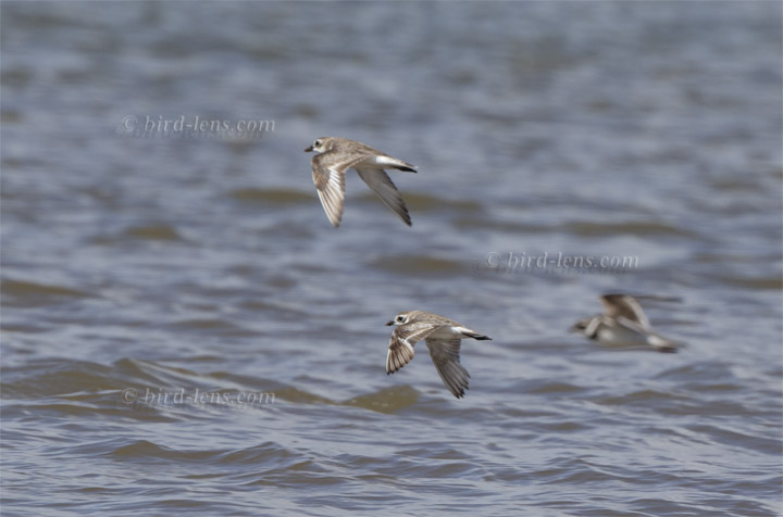 Wüstenregenpfeifer Wüstenregenpfeifer