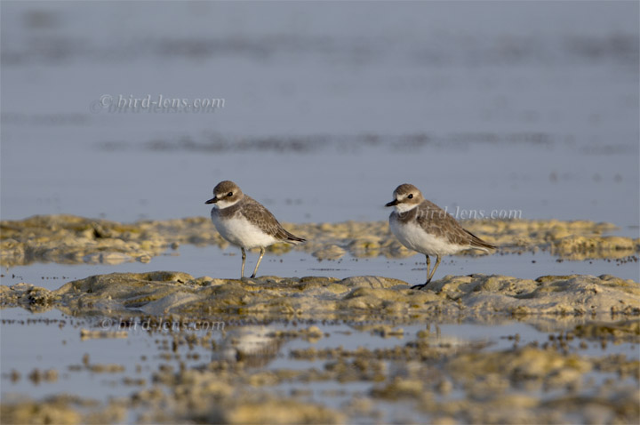 Wüstenregenpfeifer Wüstenregenpfeifer
