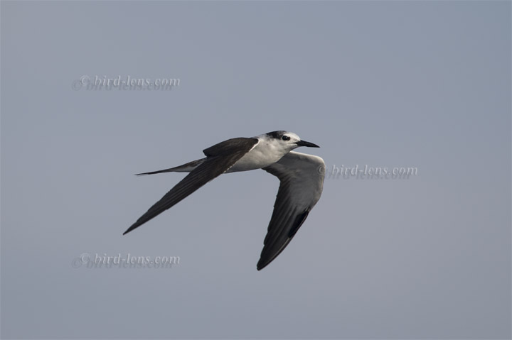 Zügelseeschwalbe Zügelseeschwalbe