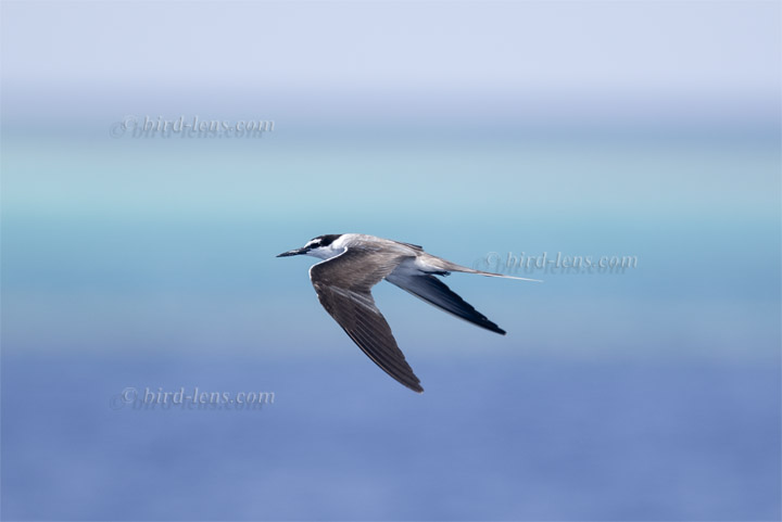 Zügelseeschwalbe Zügelseeschwalbe