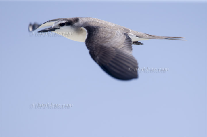Zügelseeschwalbe Zügelseeschwalbe